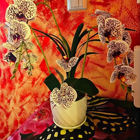 La Corte Dei Fiori *